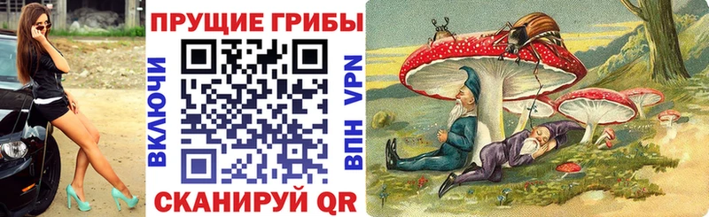 Купить закладки  Себеж  Псилоцибиновые грибы GOLDEN TEACHER 